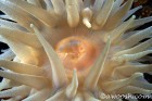 Anemone