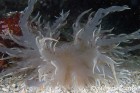 Giant Nudibranch