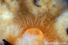 Metridium Detail