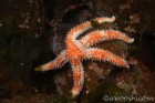 Sea Star 
& Ruffled Scale Worm