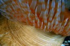 Anemone