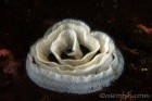 Nudibranch Egg Ribbon