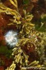 Anemones & Seaweed