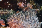 Giant Pacific Octopus