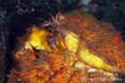 Puget Sound King Crab