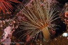 Tube dwelling anemone & nudibranch
