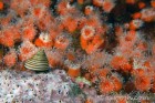 Top snail and orange cup corals