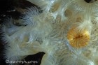 Metridium Detail
