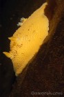 Lemon Nudibranch
