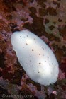 Leopard Dorid Nudibranch