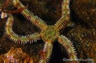 Brittle Star