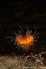 Orange Cup Coral