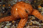 Sea Star Consuming Prey