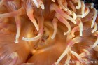 Painted Anemone Detail