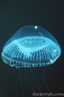 Water Jellyfish