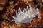 White-lined Dirona Nudibranch