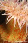 Painted Anemone