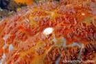 Sea Star Macro Detail