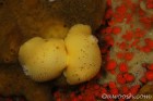 Amorous Nudbibranchs