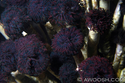 Northern Feather Duster Worms