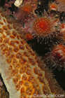 Sea Star & Strawberry Anemone Detail