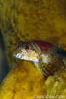 Scalyhead Sculpin in Sponge