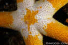 Unidentified Sea Star