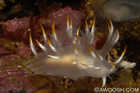 White Derondronotid Nudibranch