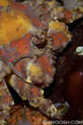 Puget Sound King Crab