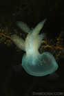 Hooded Nudibranch