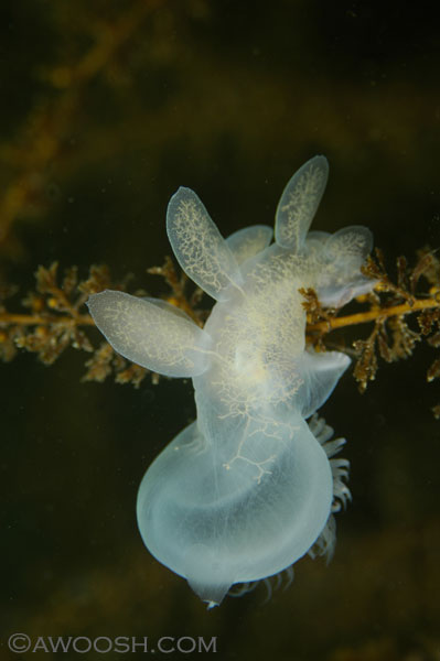 Hooded Nudibranch