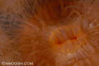 Plumose Anemone Mouth