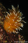Gold Dirona Nudibranch