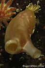 Pacific Sea Peach
