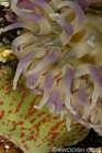 Painted Anemone