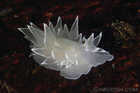 White-Lined Dirona Nudibranch