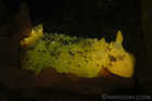 Sea Lemon Nudibranch