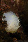 Yellow Margin Dorid Nudibranch