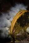 Sea Scallop & Decorations