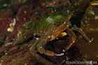 Cryptic Kelp Crab