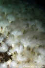 White Plumose Anemones