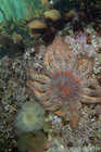Sunflower Sea Star Reef Scene