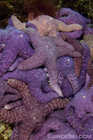 Ochre Sea Stars