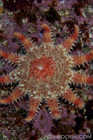 Rose Sea Star
