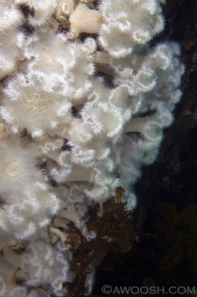 White Plumose Anemones