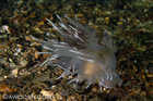 Giant Dendronotid Nudibranch
