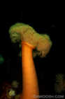 Orange Plumose Anemone