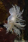 Giant Dendronotid Nudibranch