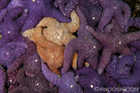 Ochre Sea Stars