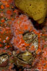 Giant Barnacles, Orange Cup Corals & Sponge